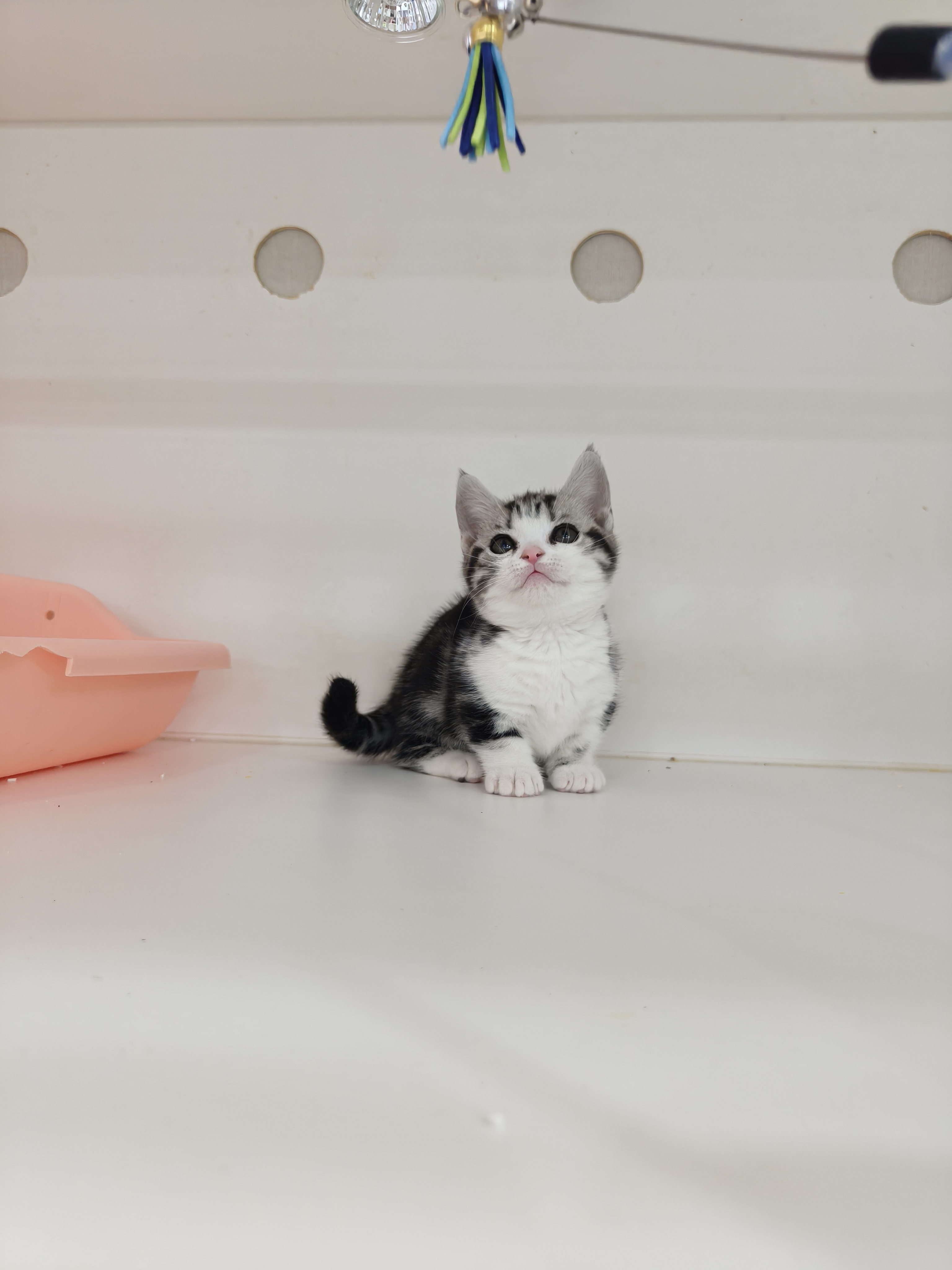 矮脚美短加白起司妹妹，非常完美，粉鼻子小短腿，花纹更是一绝